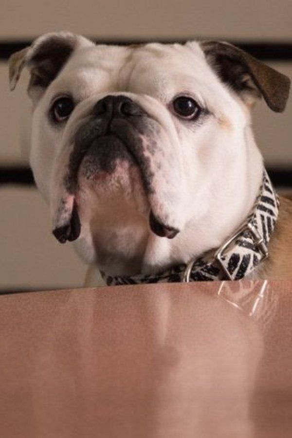 Nellie – Foto