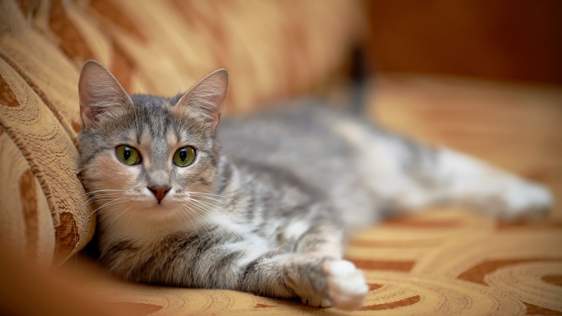 Hauskatze